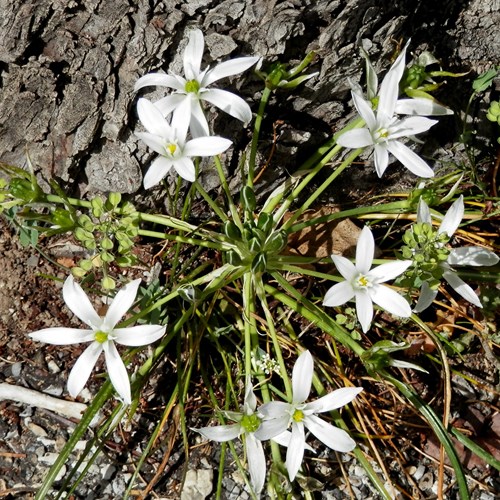 Garden star-of-Bethlehemon RikenMon's Nature.Guide