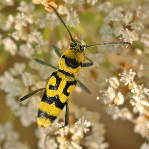 Chlorophorus varius [L.]on RikenMon's Nature.Guide