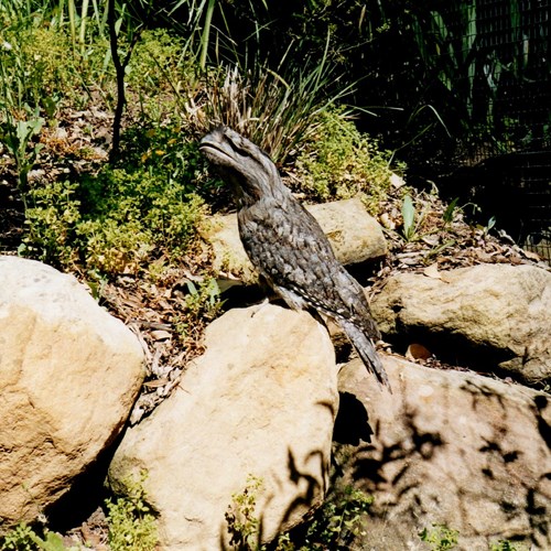 Marbled frogmouthon RikenMon's Nature.Guide