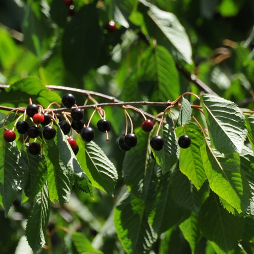 Wild cherryon RikenMon's Nature.Guide