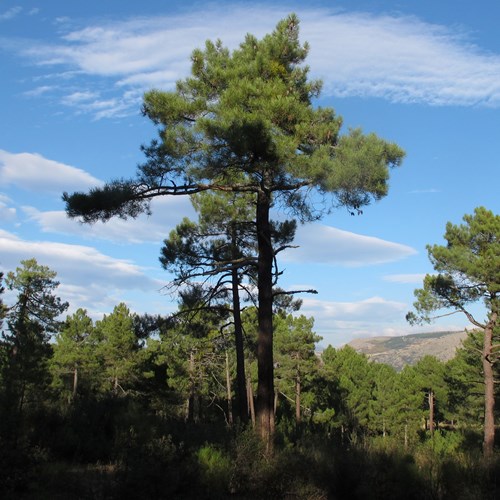 Maritime pineon RikenMon's Nature.Guide