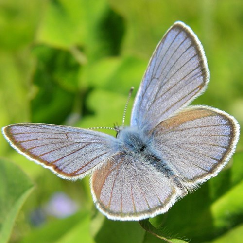 Mazarine blueon RikenMon's Nature.Guide