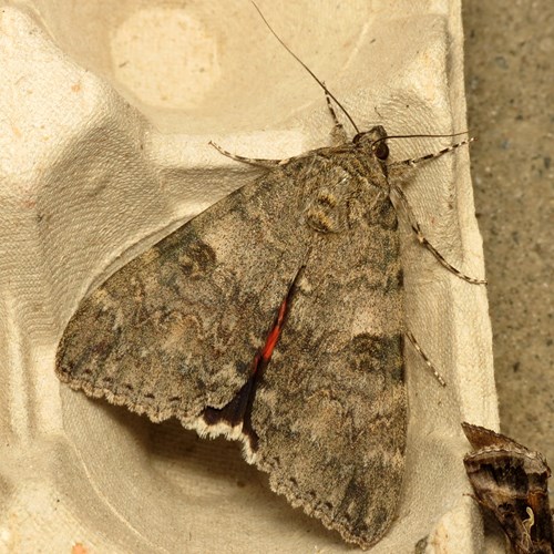 Red underwingon RikenMon's Nature.Guide
