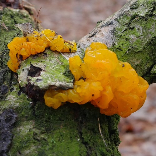 Yellow brainon RikenMon's Nature.Guide