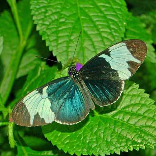 Cydno Longwingon RikenMon's Nature.Guide