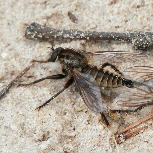 Fan-bristled robberflyon RikenMon's Nature.Guide