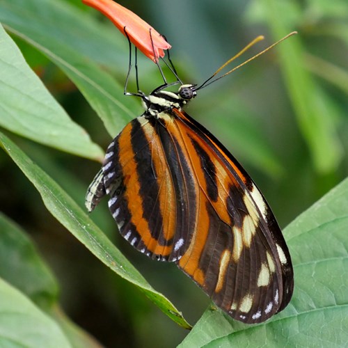 Ismenius Tigeron RikenMon's Nature.Guide