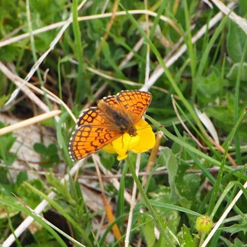 Grisons fritillaryon RikenMon's Nature.Guide