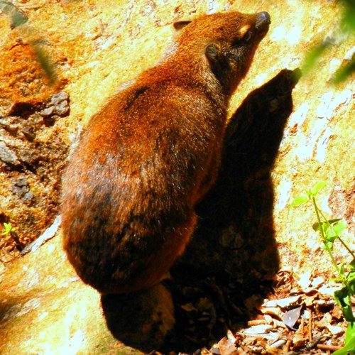 Rock hyraxon RikenMon's Nature.Guide