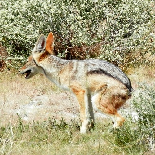 Black-backed jackalon RikenMon's Nature.Guide