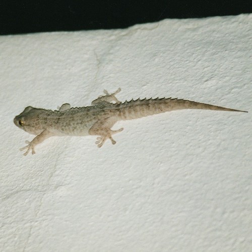 East Canary geckoon RikenMon's Nature.Guide