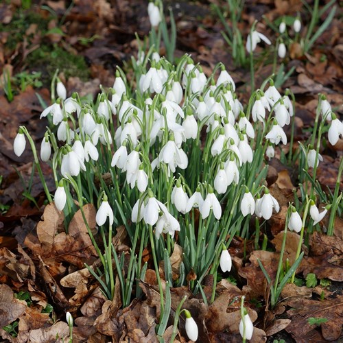 Snowdropon RikenMon's Nature.Guide