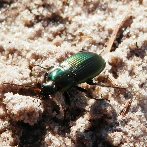 Poecilus cupreus [L.]on RikenMon's Nature.Guide