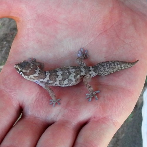 Smith's thick-toed Geckoon RikenMon's Nature.Guide