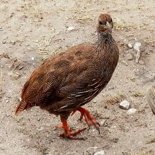 Cape spurfowlon RikenMon's Nature.Guide
