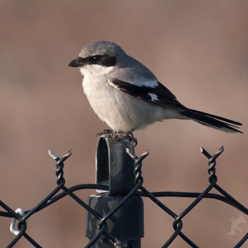 Great grey shrikeon RikenMon's Nature.Guide