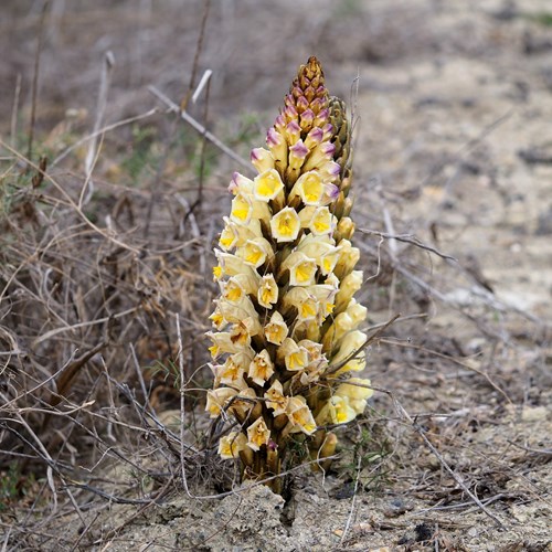 Cistanche phelypaea [L.]on RikenMon's Nature.Guide