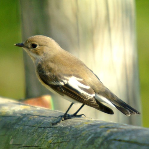 Pied flycatcheron RikenMon's Nature.Guide