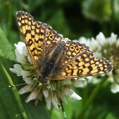 Glanville fritillaryon RikenMon's Nature.Guide