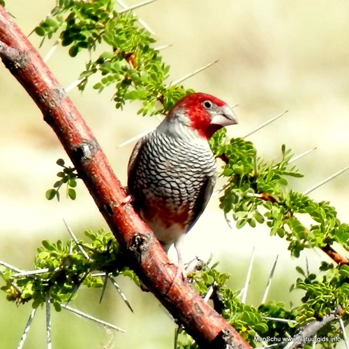 Red-headed finchon RikenMon's Nature.Guide