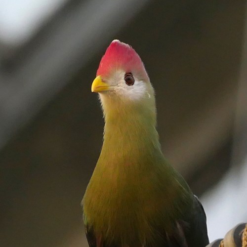 Red-crested turacoon RikenMon's Nature.Guide