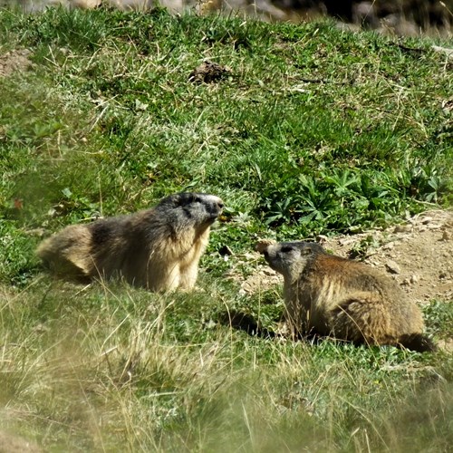 Alpine marmoton RikenMon's Nature.Guide