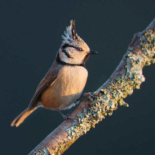 Crested titon RikenMon's Nature.Guide