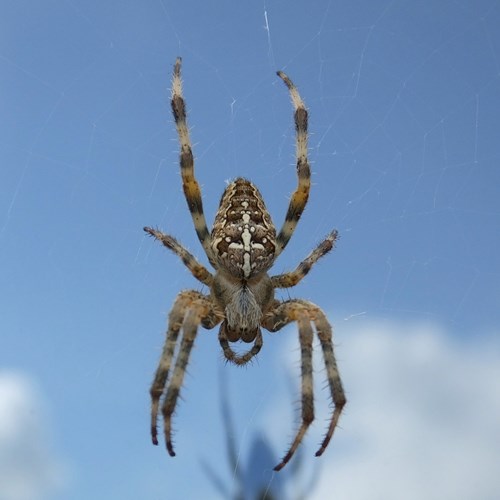 Garden spideron RikenMon's Nature.Guide