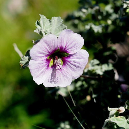 Lavatera maritima [L.]on RikenMon's Nature.Guide