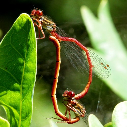 Small red damselflyon RikenMon's Nature.Guide