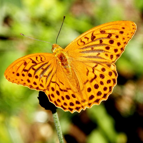 Silver-washed fritillaryon RikenMon's Nature.Guide