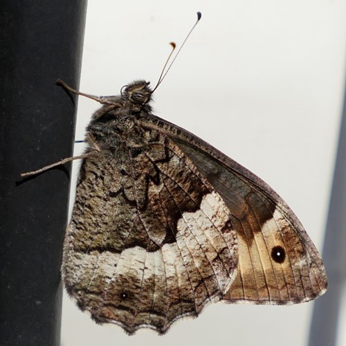 Woodland graylingon RikenMon's Nature.Guide
