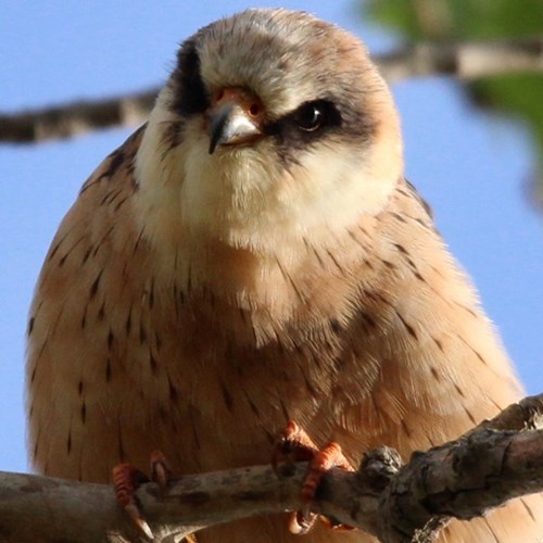 Red-footed falconon RikenMon's Nature.Guide