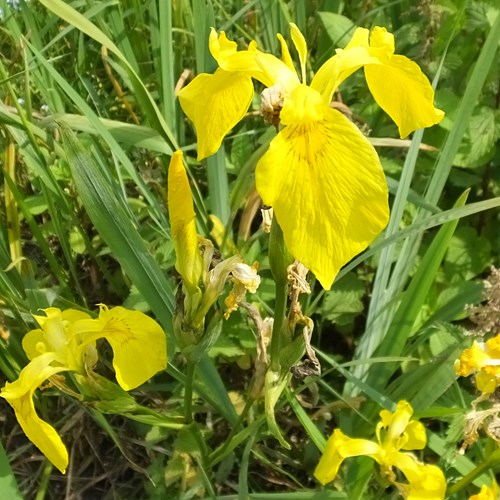Yellow flagon RikenMon's Nature.Guide