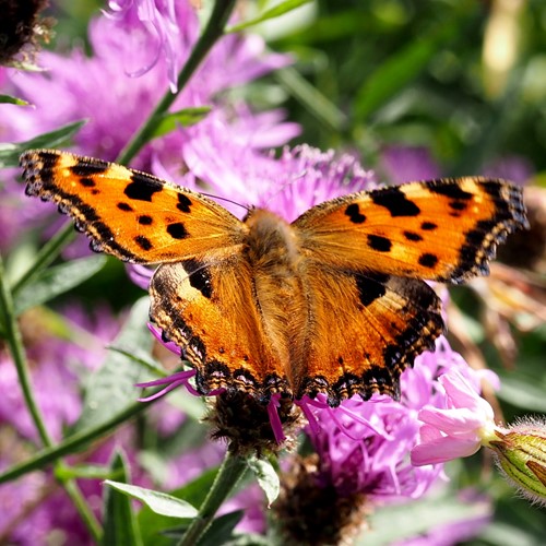 Large tortoiseshellon RikenMon's Nature.Guide