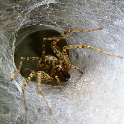 Charcoal spideron RikenMon's Nature.Guide