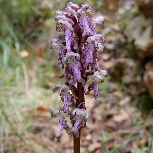 Himantoglossum robertianum [L.]on RikenMon's Nature.Guide