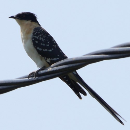 Great spotted cuckooon RikenMon's Nature.Guide