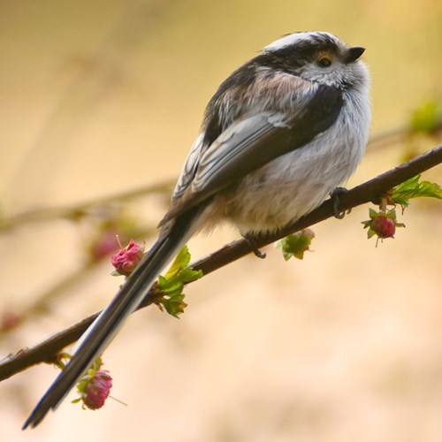 Long-tailed titon RikenMon's Nature.Guide