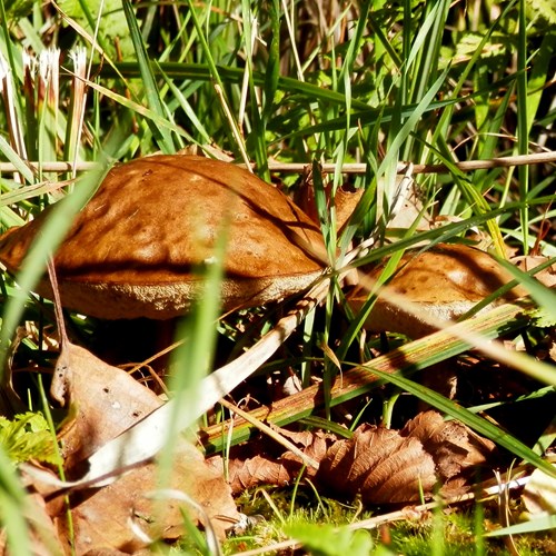 Suillus granulatus [L.]on RikenMon's Nature.Guide