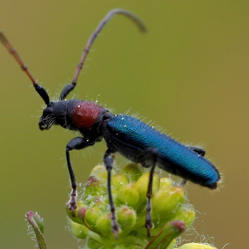 Certallum ebulinum [L.]on RikenMon's Nature.Guide
