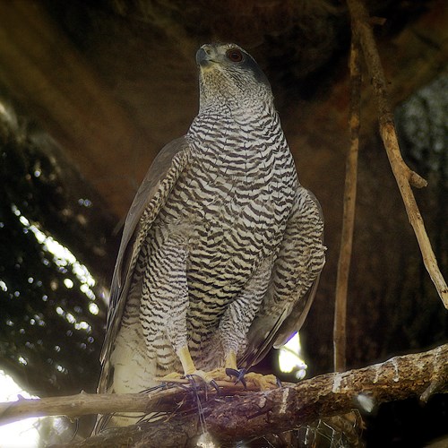 Northern goshawkon RikenMon's Nature.Guide