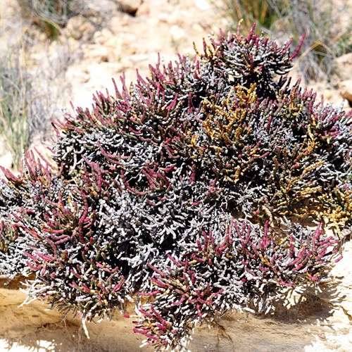 Sarcocornia fruticosa [L.]on RikenMon's Nature.Guide