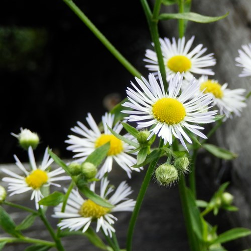 Daisy fleabanon RikenMon's Nature.Guide