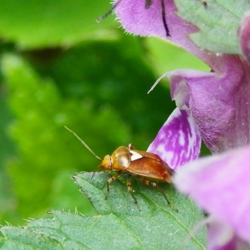 Lygus pratensis [L.]on RikenMon's Nature.Guide