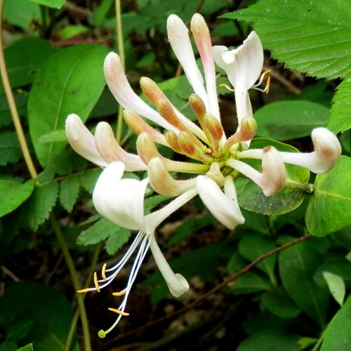 Honeysuckleon RikenMon's Nature.Guide