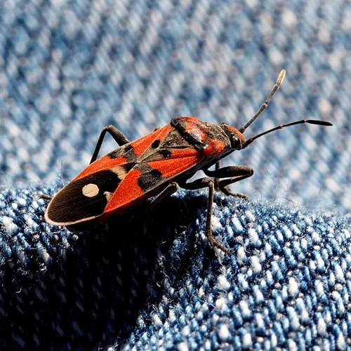 Lygaeus equestris [L.]Em Nature.Guide de RikenMon
