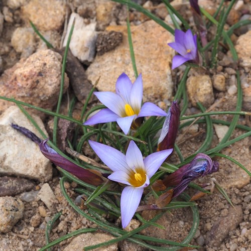 Romulea bulbocodium [L.]on RikenMon's Nature.Guide
