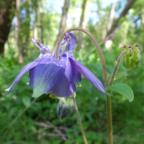 Common columbineon RikenMon's Nature.Guide