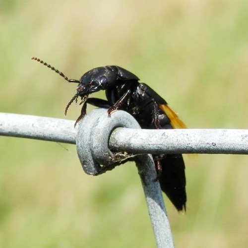 Devil's coach horse beetleon RikenMon's Nature.Guide